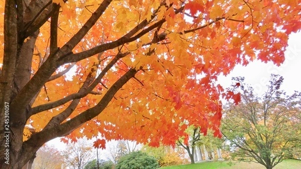 Obraz maple leaves in autumn