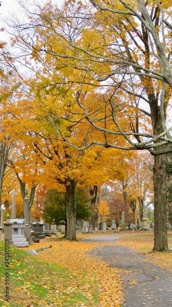 Obraz maple leaves in autumn