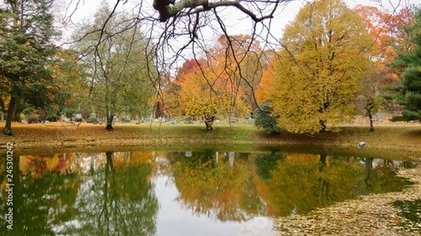 Obraz maple leaves in autumn