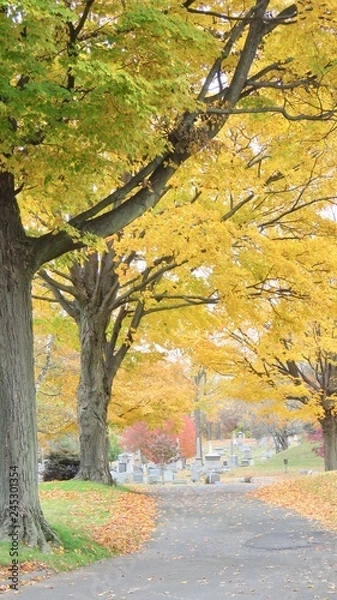 Obraz maple leaves in autumn