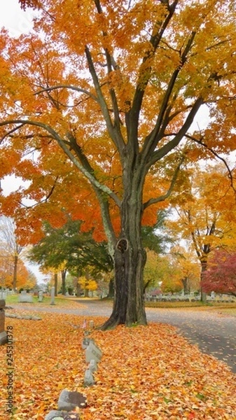 Fototapeta autumn in the park