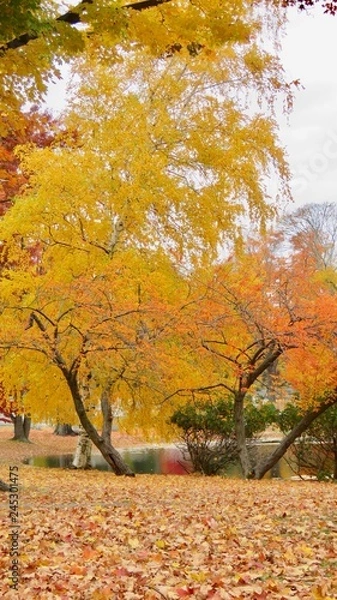 Fototapeta maple leaves in autumn