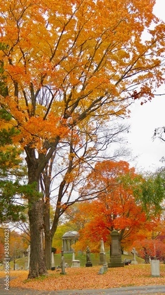 Obraz maple leaves in autumn