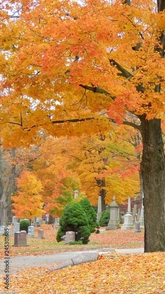 Obraz maple leaves in autumn