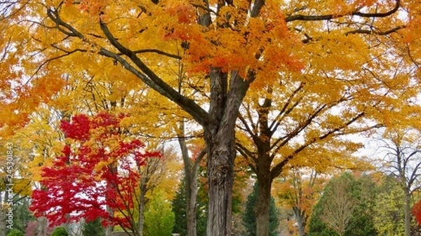 Obraz maple leaves in autumn