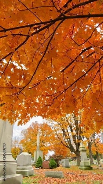 Fototapeta maple leaves in autumn