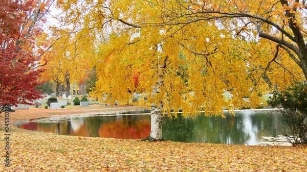 Fototapeta maple leaves in autumn