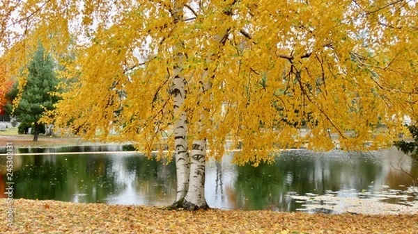 Fototapeta maple leaves in autumn