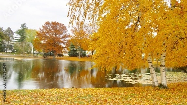 Fototapeta maple leaves in autumn