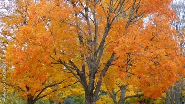 Fototapeta maple leaves in autumn