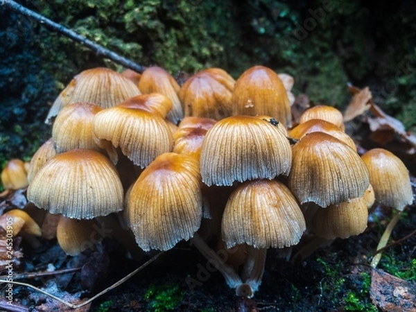 Fototapeta group of mushrooms