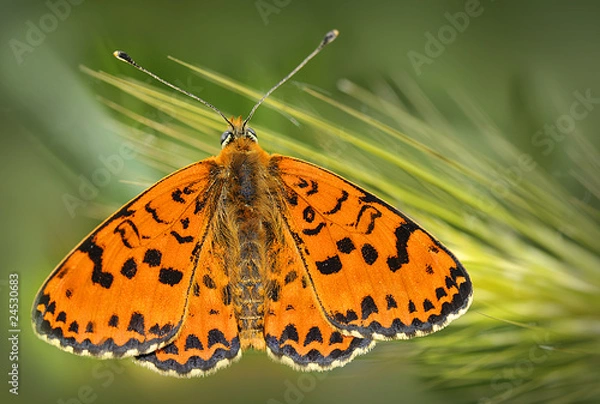 Obraz Melitaea Didyma