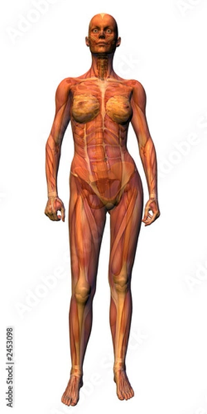 Fototapeta anatomy - female musculature with skeleton
