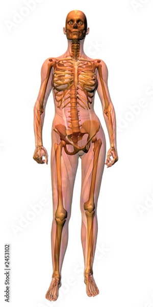 Fototapeta anatomy - female musculature with skeleton