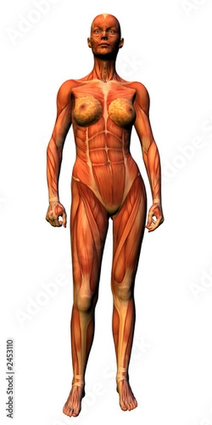 Fototapeta anatomy - female musculature