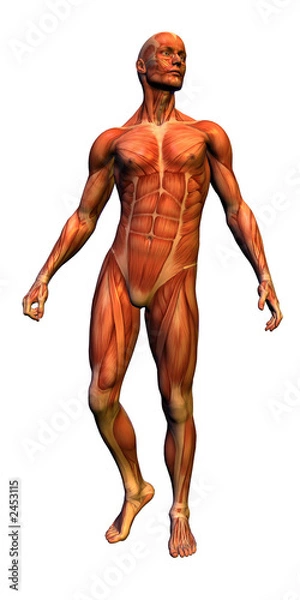 Fototapeta anatomy - male musculature