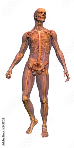 Fototapeta anatomy - male skeleton with musculature