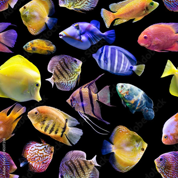 Fototapeta Seamless pattern. Multi-colored fishes on a black background. Site about nature, art, animals, sea, fish.