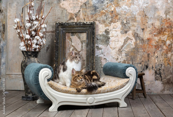 Obraz Two nice cats in interior