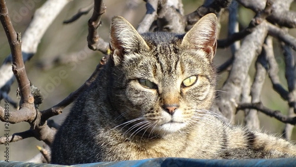 Obraz SGUARDO DI GATTO