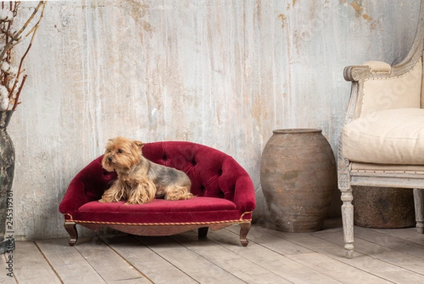 Obraz Little dog in interior