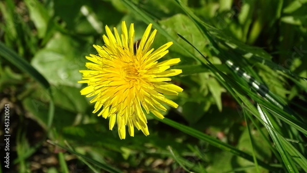 Obraz Fiore di campo