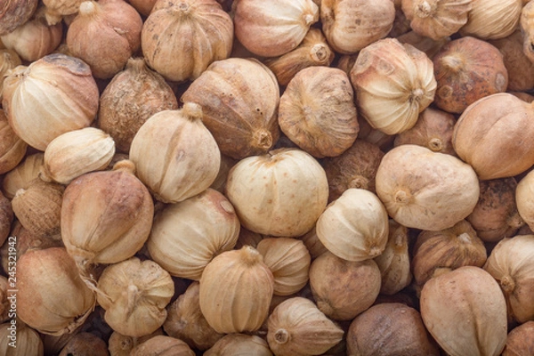 Obraz white cardamom pods background