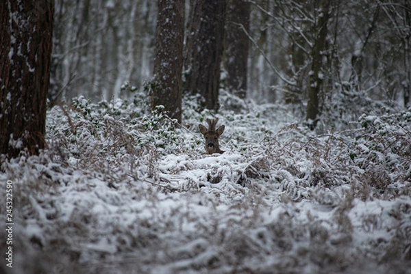 Fototapeta Roe deer standing in the snow