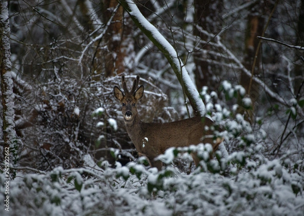 Fototapeta Roe deer standing in the snow