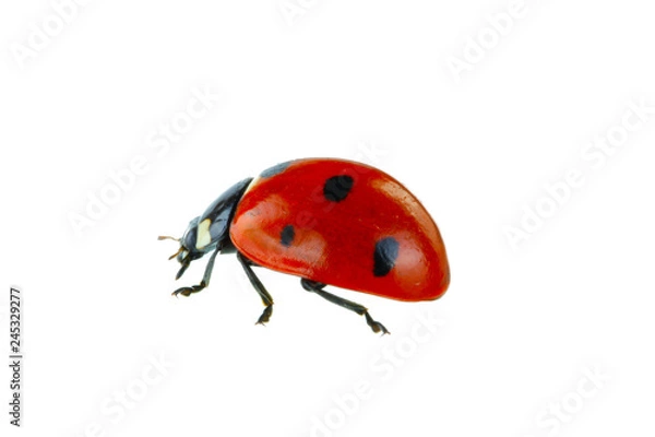 Obraz czerwona biedronka na białym tle
