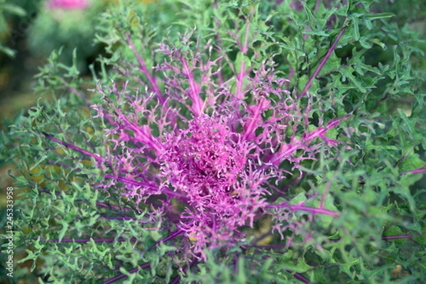 Fototapeta Beautiful carinatum ornamental cabbage grows in the garden in late autumn. Hybrid variety 'Peacock Red F1'