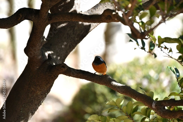Fototapeta じょうびたきのオス