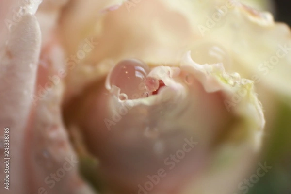 Obraz dew drops on rose