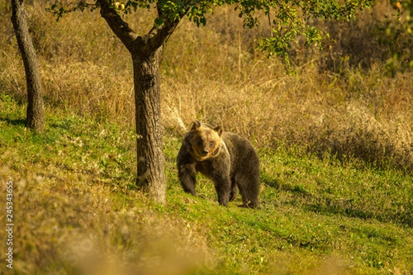 Obraz parco nazionale d'abruzzo