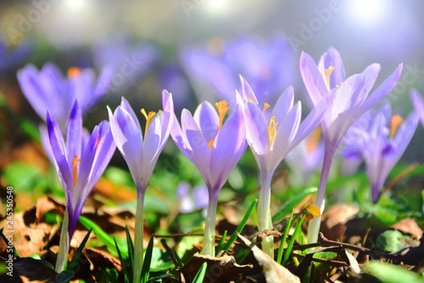 Fototapeta spring crocus flowers