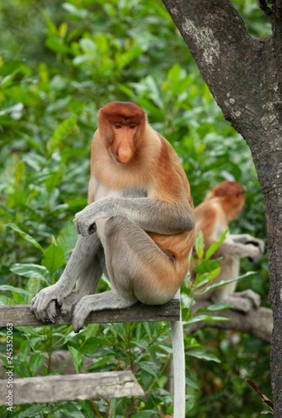 Obraz Proboscis Monkeys on a tree, Borneo