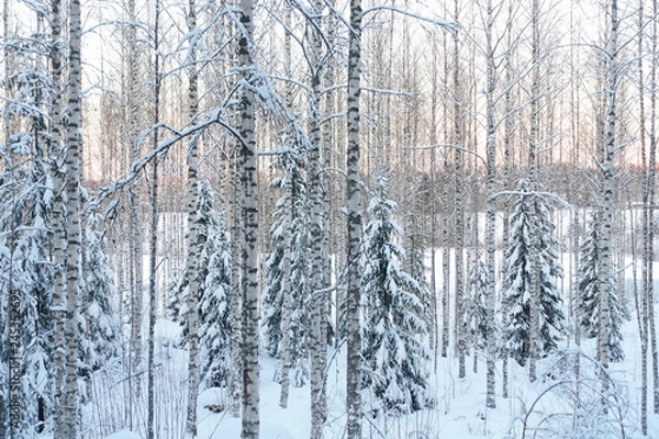 Obraz Frozen trees in the finnish forest in the winter. White snow covering the trees. Arctic nature in very cold weather. Hämeenlinna, Finland.
