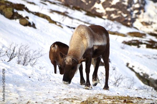 Obraz Rentier steht im Schnee in Tromsø, Norwegen