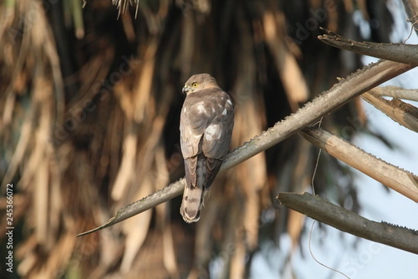Obraz Eagle on the tree