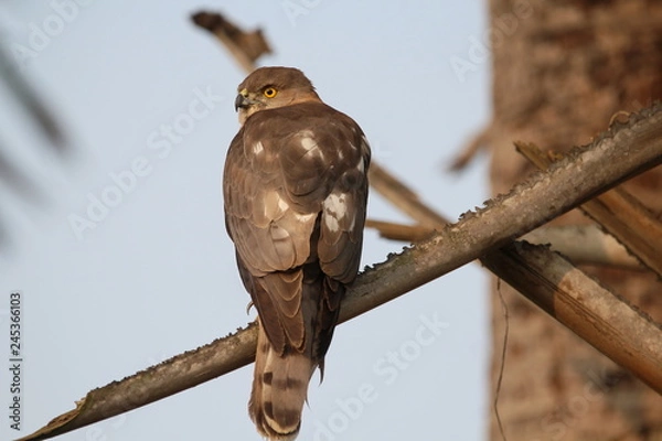 Obraz Eagle back side