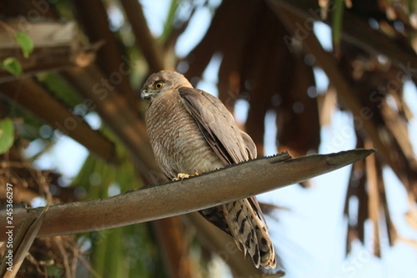 Obraz Eagle on the tree