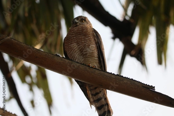 Obraz Eagle on coconut tree