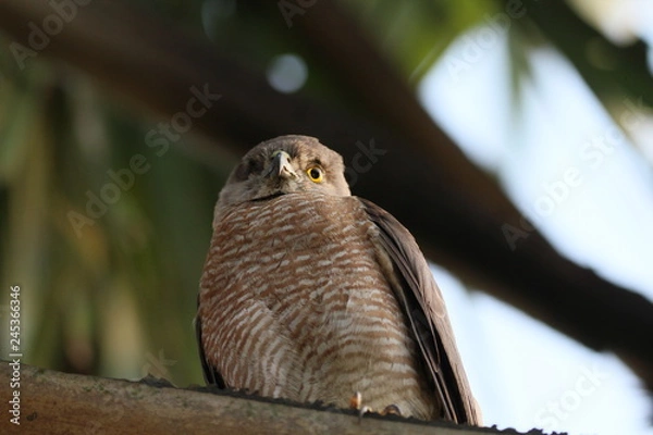 Obraz Eagle on the tree