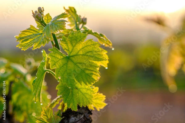 Obraz Branche de vigne au printemps gros plan. Lever de soleil.	