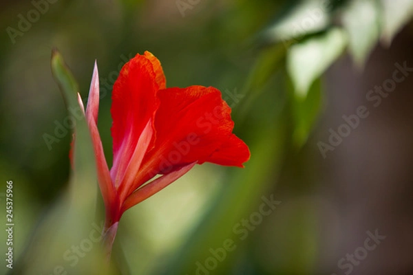 Obraz Flower, Singapore