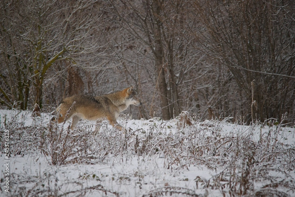 Obraz parco monte amiata