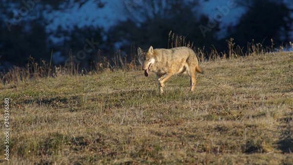 Obraz parco monte amiata