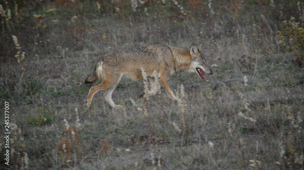 Obraz parco monte amiata