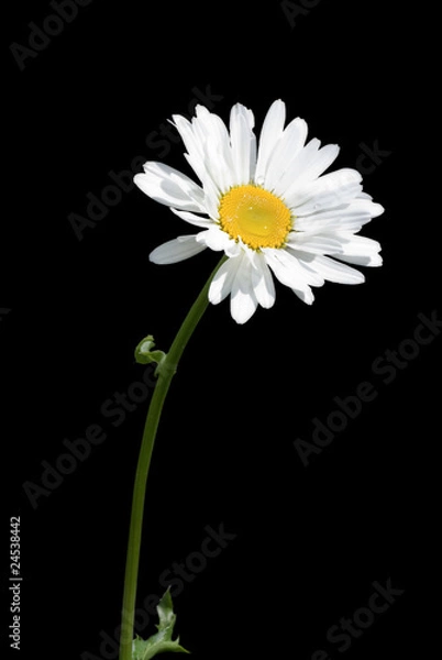 Fototapeta chamomile