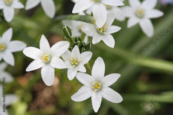 Fototapeta Milchstern